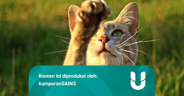 Mengenal FIP, Penyakit Kucing yang Langka dan Mematikan | kumparan.com